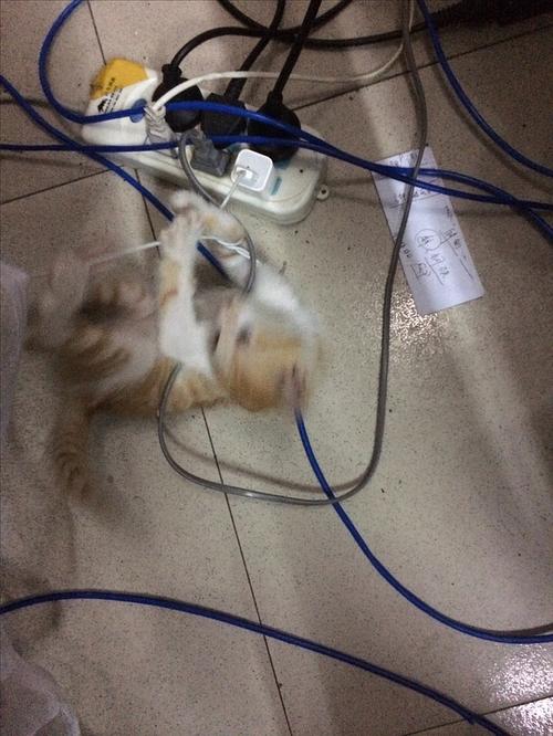 猫咬断光缆（猫咬断网线）